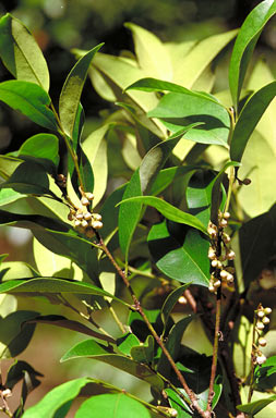 APII jpeg image of Diospyros pentamera  © contact APII