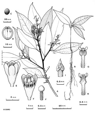 APII jpeg image of Cryptocarya clarksoniana  © contact APII