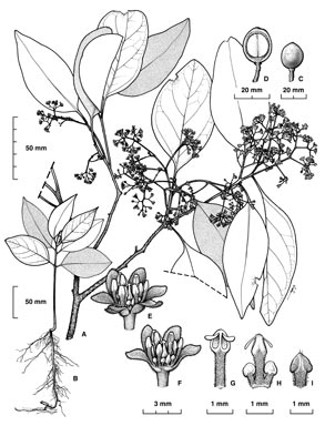 APII jpeg image of Beilschmiedia brunnea  © contact APII