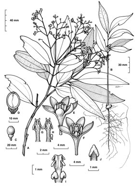 APII jpeg image of Cinnamomum laubatii  © contact APII