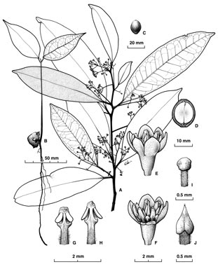 APII jpeg image of Cryptocarya claudiana  © contact APII