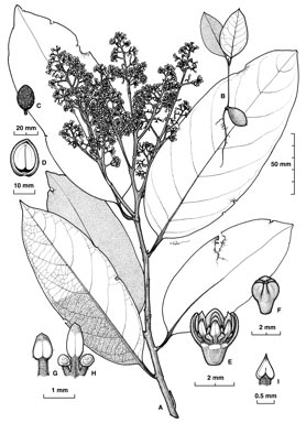 APII jpeg image of Cryptocarya mackinnoniana  © contact APII