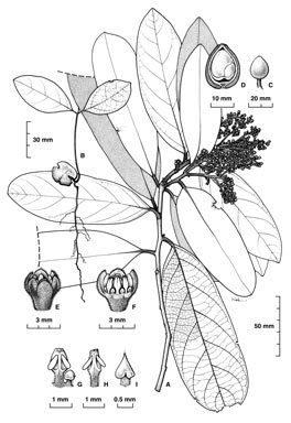 APII jpeg image of Cryptocarya putida  © contact APII