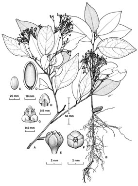 APII jpeg image of Endiandra collinsii  © contact APII