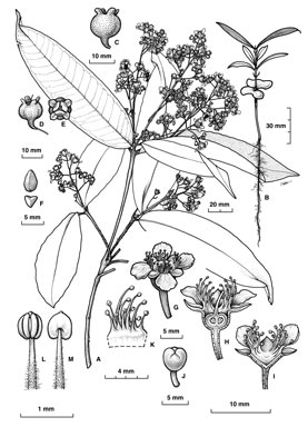 APII jpeg image of Sphaerantia discolor  © contact APII