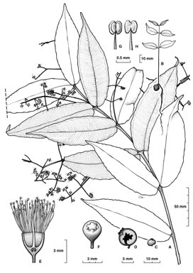 APII jpeg image of Syzygium hedraiophyllum  © contact APII