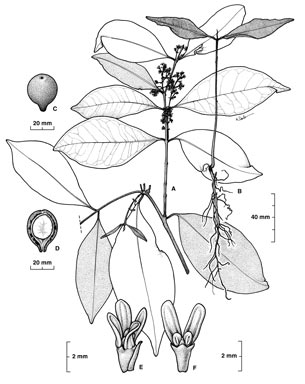 APII jpeg image of Chionanthus sp. Little Pine L.A. (B.P.Hyland 2520RFK)  © contact APII