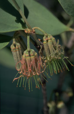 APII jpeg image of Amyema villiflora subsp. tomentilla  © contact APII