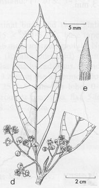 APII jpeg image of Symplocos cochinchinensis var. pilosiuscula  © contact APII