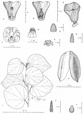 APII jpeg image of Brachychiton viridiflorus  © contact APII