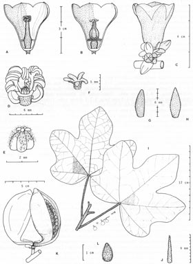 APII jpeg image of Brachychiton chillagoensis  © contact APII