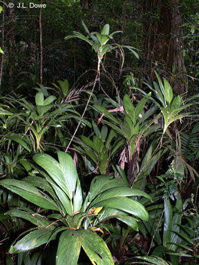 APII jpeg image of Linospadix apetiolatus  © contact APII