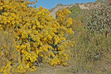 APII jpeg image of Acacia baileyana  © contact APII