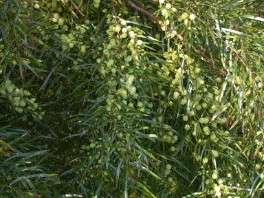 APII jpeg image of Acacia cognata  © contact APII