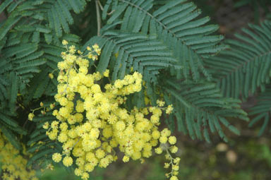 APII jpeg image of Acacia dealbata  © contact APII