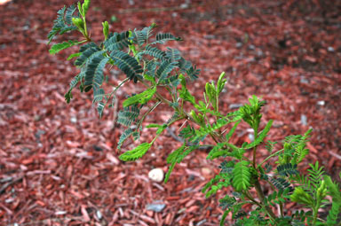 APII jpeg image of Vachellia karroo  © contact APII