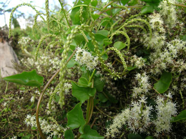 APII jpeg image of Anredera cordifolia  © contact APII