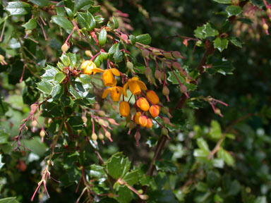 APII jpeg image of Berberis darwinii  © contact APII