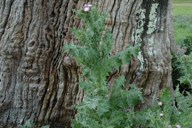 APII jpeg image of Carduus tenuiflorus  © contact APII