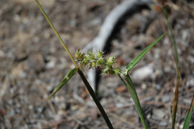 APII jpeg image of Cenchrus echinatus  © contact APII