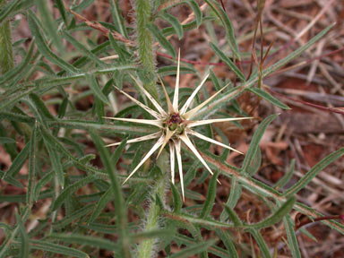 APII jpeg image of Centaurea calcitrapa  © contact APII