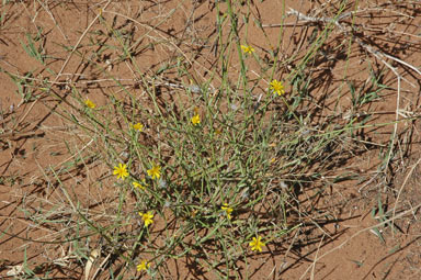 APII jpeg image of Chondrilla juncea  © contact APII