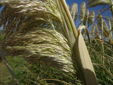 APII jpeg image of Cortaderia sp.  © contact APII