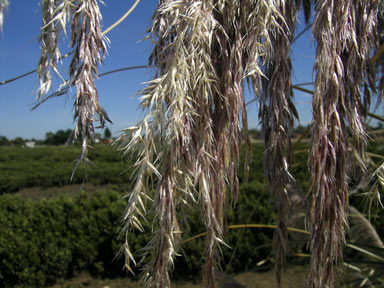 APII jpeg image of Cortaderia sp.  © contact APII