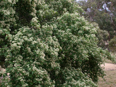 APII jpeg image of Cotoneaster glaucophyllus  © contact APII