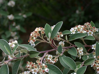 APII jpeg image of Cotoneaster pannosus  © contact APII