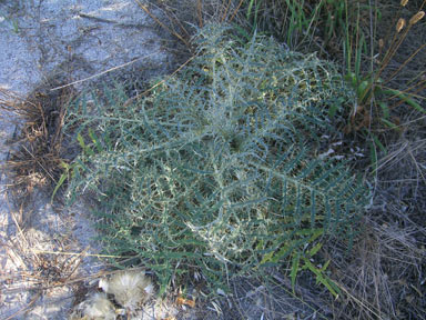 APII jpeg image of Cynara cardunculus  © contact APII