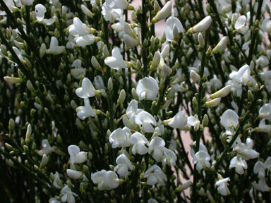 APII jpeg image of Cytisus multiflorus  © contact APII