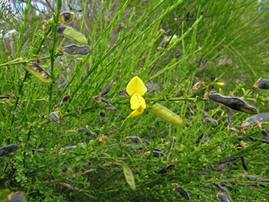 APII jpeg image of Cytisus scoparius  © contact APII