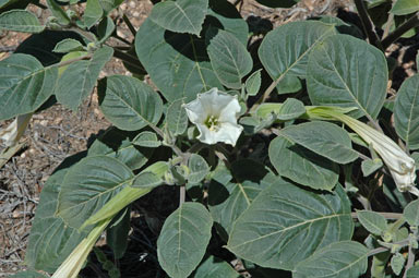 APII jpeg image of Datura inoxia  © contact APII