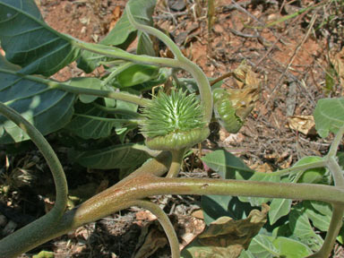 APII jpeg image of Datura inoxia  © contact APII