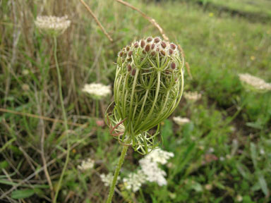 APII jpeg image of Daucus carota  © contact APII