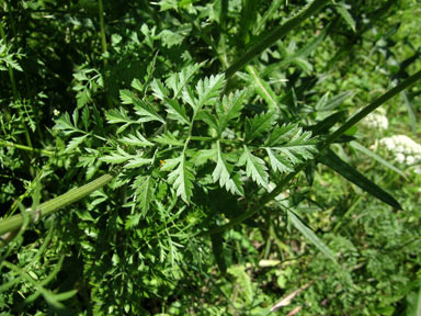 APII jpeg image of Daucus carota  © contact APII