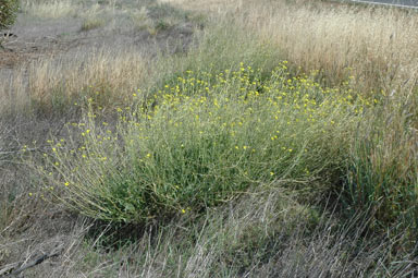 APII jpeg image of Diplotaxis tenuifolia  © contact APII