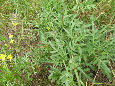 APII jpeg image of Diplotaxis tenuifolia  © contact APII