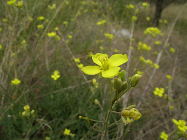 APII jpeg image of Diplotaxis tenuifolia  © contact APII