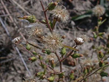 APII jpeg image of Dittrichia graveolens  © contact APII