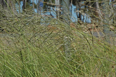 APII jpeg image of Eragrostis curvula  © contact APII