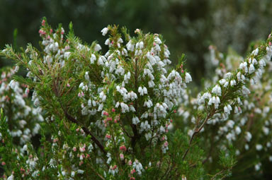 APII jpeg image of Erica lusitanica  © contact APII