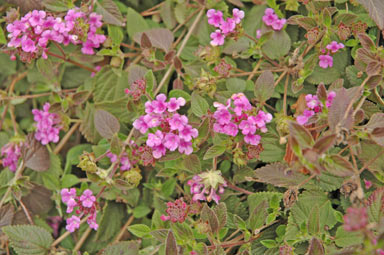 APII jpeg image of Lantana montevidensis  © contact APII