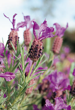 APII jpeg image of Lavandula stoechas  © contact APII