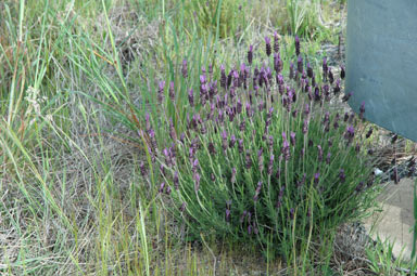 APII jpeg image of Lavandula stoechas  © contact APII