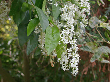 APII jpeg image of Ligustrum sinense  © contact APII