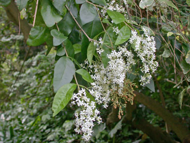 APII jpeg image of Ligustrum sinense  © contact APII