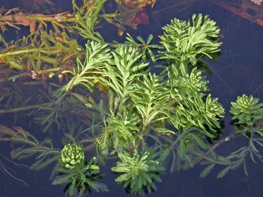 APII jpeg image of Myriophyllum aquaticum  © contact APII