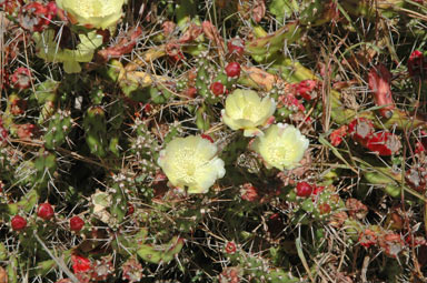 APII jpeg image of Opuntia aurantiaca  © contact APII